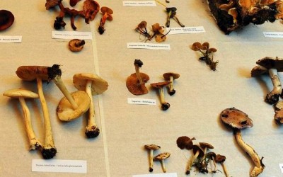 Izložba gljiva i predavanje – izvještaj