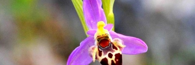 Bračke orhideje na Dolčeviti